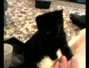 動くとらちゃん-その１