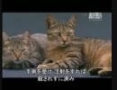 イエネコのすべてAll of cat_part 5
