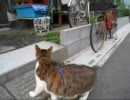 とおるくんのお散歩--近所の猫さんとの遭遇編--