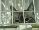 ご飯に混ぜる薬をジャンくんは食べてくれるのか？