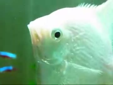 エンゼルフィッシュの産卵（１２年１月１６日）