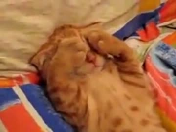 ( =つω⊂=) 眠いです