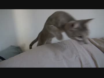 モアレとクリエ 「ぼふぼふ遊び」