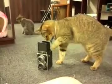 どうしても、左利きになる猫　Rico