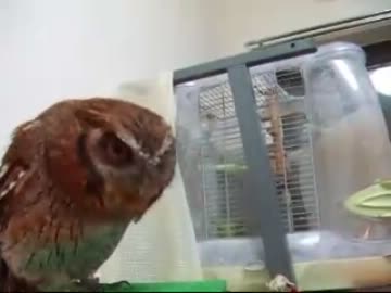 引越しフクロウ