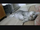 不意打ちに焦るねこ