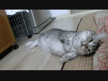 不意打ちに焦るねこ