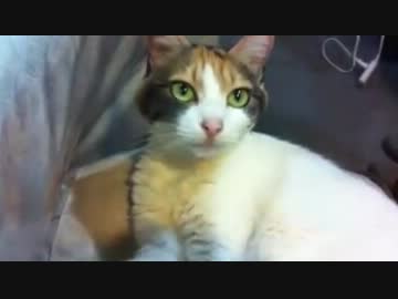 【三毛猫】またよくしゃべってる