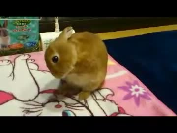 顔を手入れするうさぎ