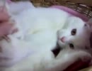 白猫のごきげんぐーぱー