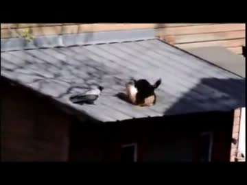 屋根の上で　猫と鳥と猫が・・