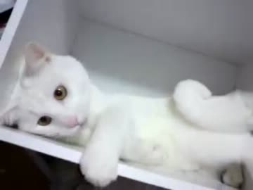 白猫に遊んでもらった