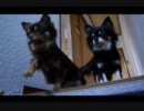【犬ｓ（Dogs）】さぁ！この手を掴むんだっ！！