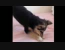 掘り掘りする子犬