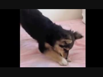 掘り掘りする子犬