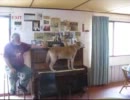 ピアノで弾き語りするわんこ