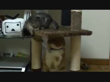 猫をからかう子猫