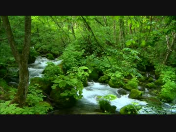 渓流の水景【フルHD】