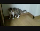 ＜猫＞ミケコがネズミの人形に夢中