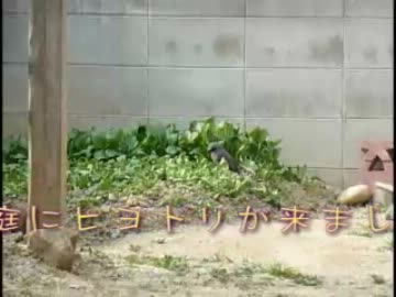 ひよどり