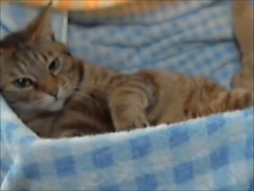 荒ぶってる猫にかまってみた