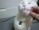 すり…すり…至福の猫