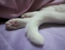 魅惑の肉球が布団から出ていた