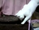 ここには誰かいますね？見つかるアメショ