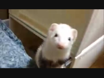 構って欲しいフェレット