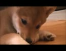 柴犬が家にキタキタ２９