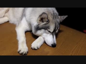 すたいりっしゅ犬動画