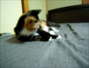 ベッドでヒャッホー　2012新春