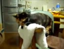何かに荒ぶってる猫