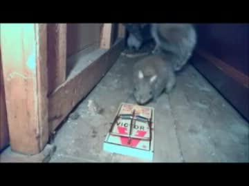 ねずみトラップ