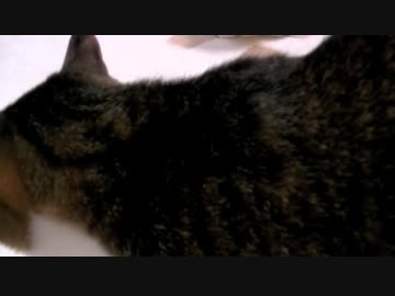 くるねこ大和　近過ぎる男達