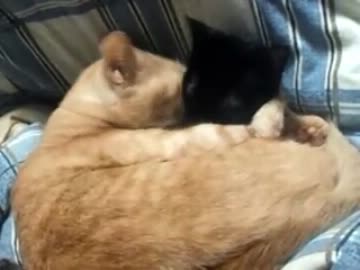 弟にかまってほしいお姉ちゃん（猫）