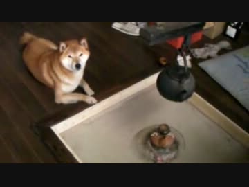 柴犬ジロー　囲炉裏で一杯！