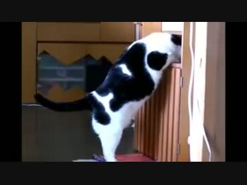 どうしても入りたい猫