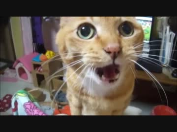 疲れて帰ってきたらネコさんが沢山話しかけてくれる