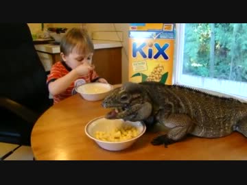 子供と同じ朝食を摂るイグアナ