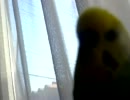 「おかえり！」と言ってくれるセキセイインコ！