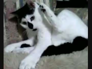 家の猫がなかなか手の甲を触らせてくれない