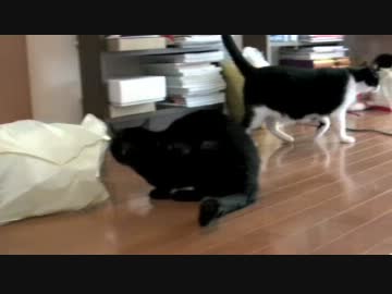 くるねこ大和　毛布の入ってた袋