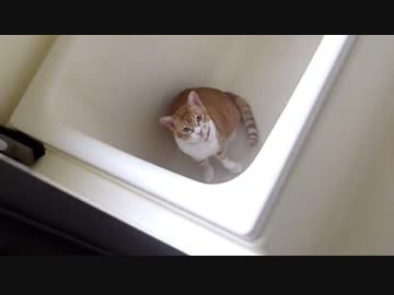 【２号】何故か風呂場にいたぬこ【ネコ】