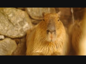 カピバラ打たせ湯も満喫 2012