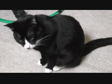 『ミオ』缶を食べるミオ（ネコ）【その２】