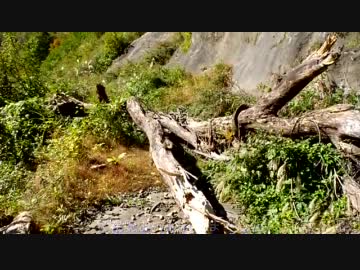 【日本最凶険道】開かずの富山県道54号線＠2011－PART4【徒歩パート】