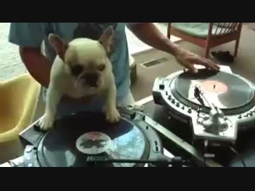 【本格的】DJ犬【ktkr.】