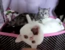 うちの白猫のあくびが恐ろしい件