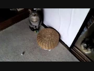 家の猫(の一部)